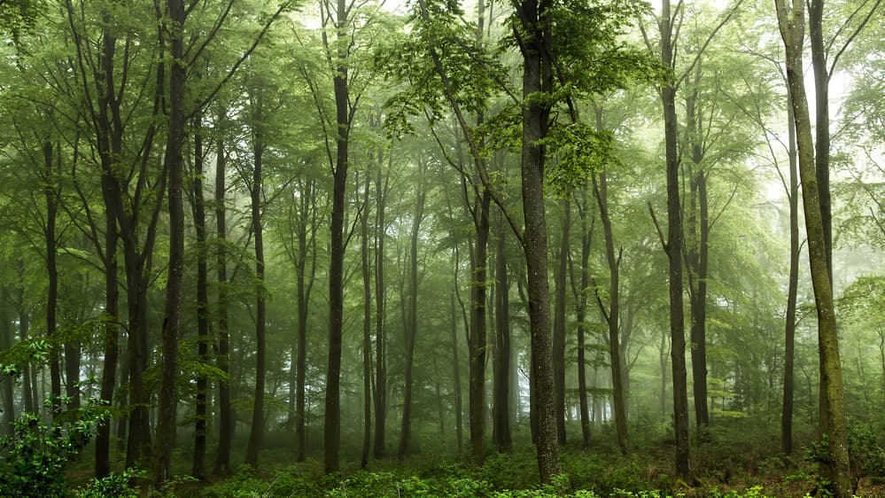 Misty Green Forest