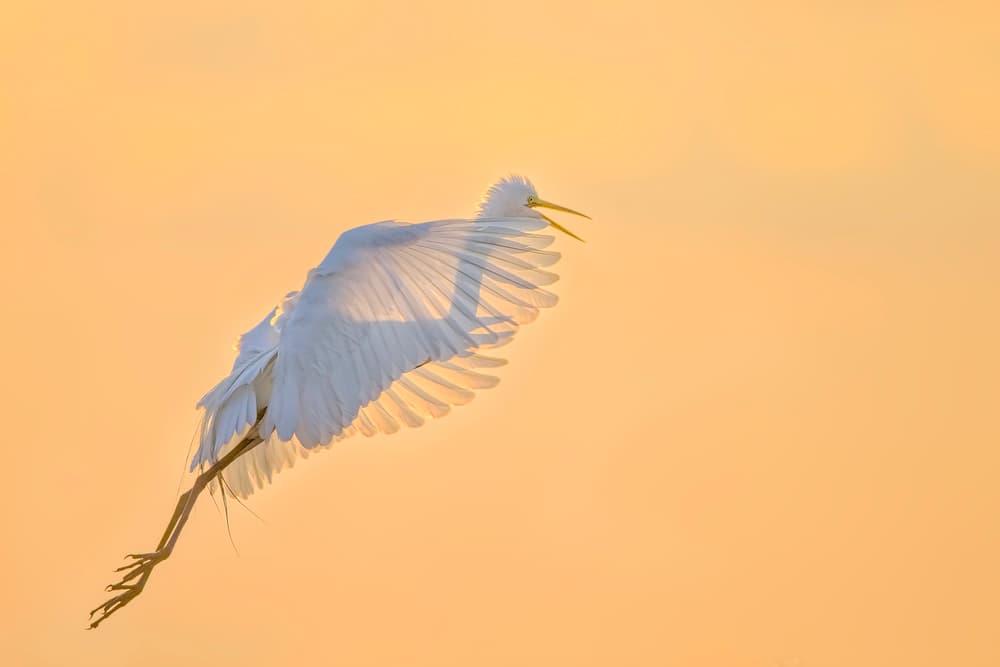 Golden Hour Egret Flight by Jun Zuo — canvas wall art