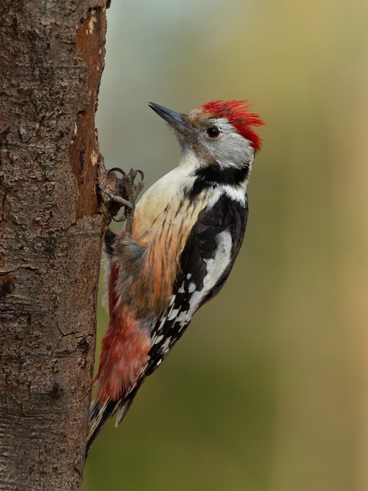 Red-Capped Woodpecker Clinging by Annie Keizer — canvas wall art