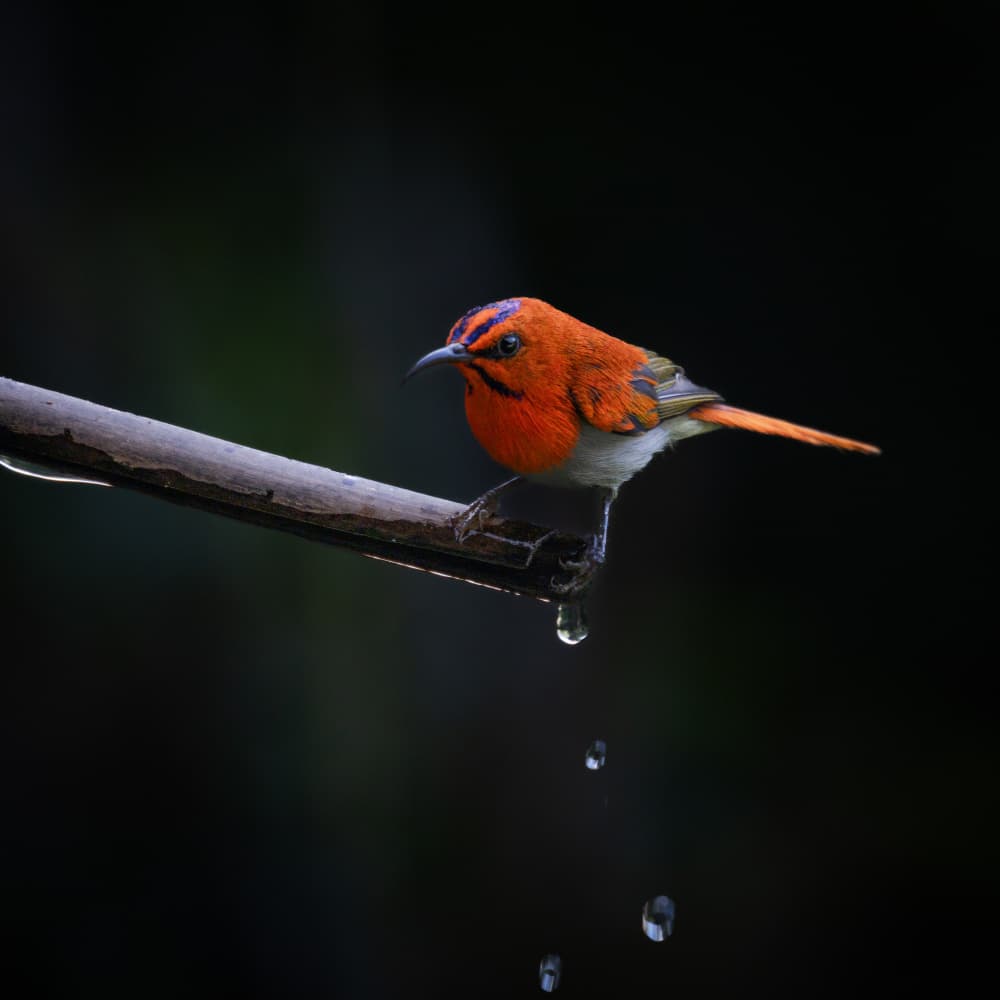 Vibrant Bird Water Drops by Taksing (吉星高照) — canvas wall art
