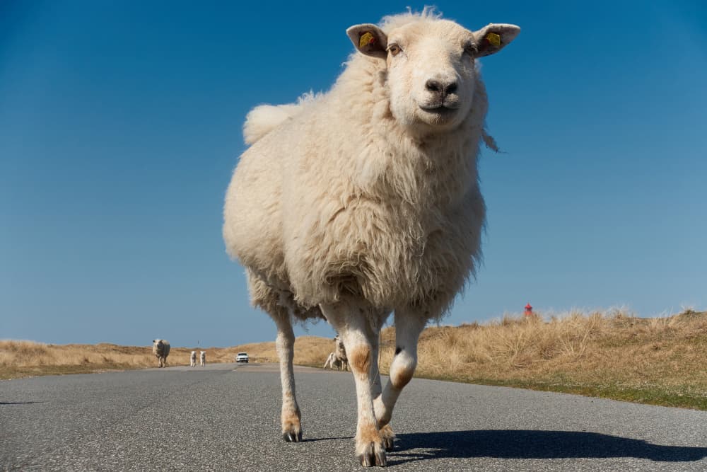 Sheep have right of way here by Bodo Balzer — canvas wall art