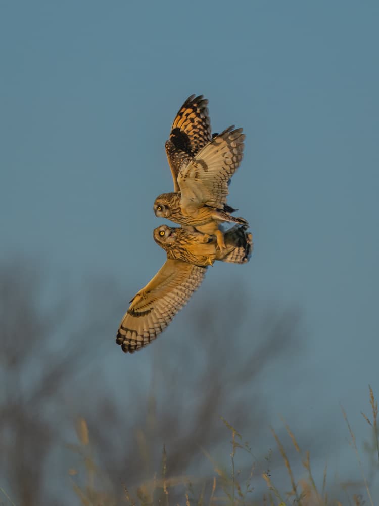 Dynamic Owl Flight by Jacob (Jian) Xu — canvas wall art