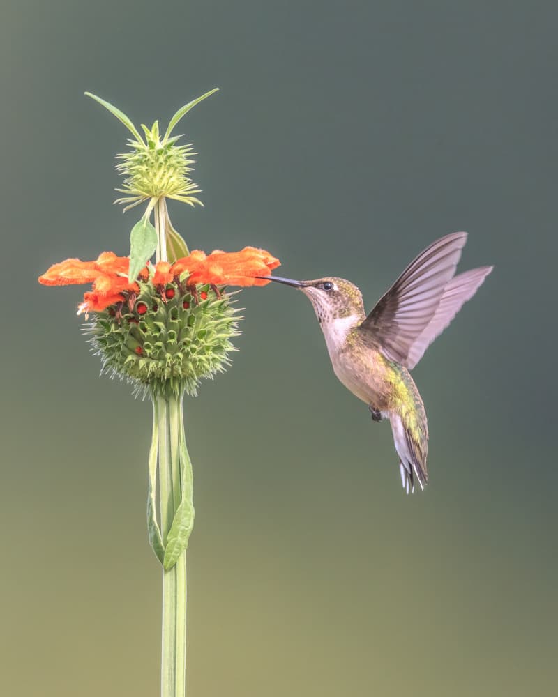 Hummingbird Feeding Flower by Deming W — canvas wall art