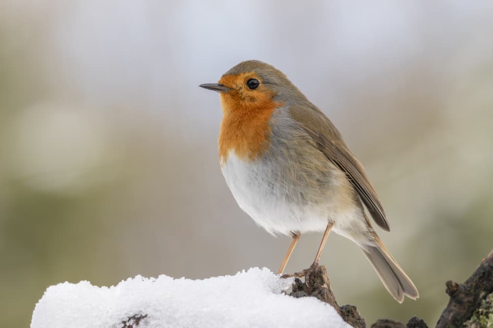 Red Robin On Snow by Ytje Veenstra — canvas wall art