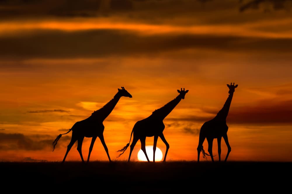 Giraffes at dawn by Xavier Ortega — canvas wall art
