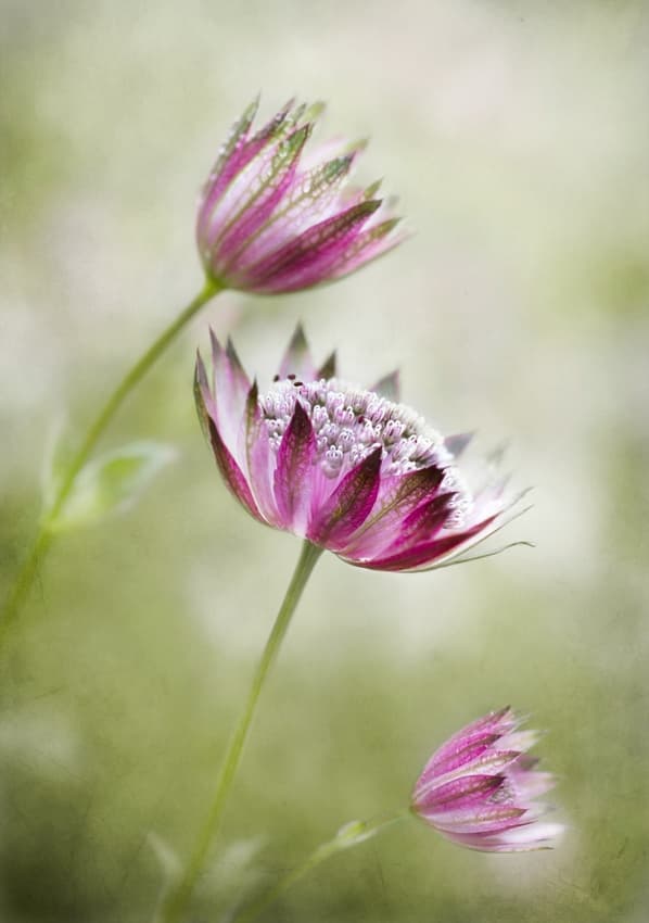 Astrantia by Mandy Disher — canvas wall art