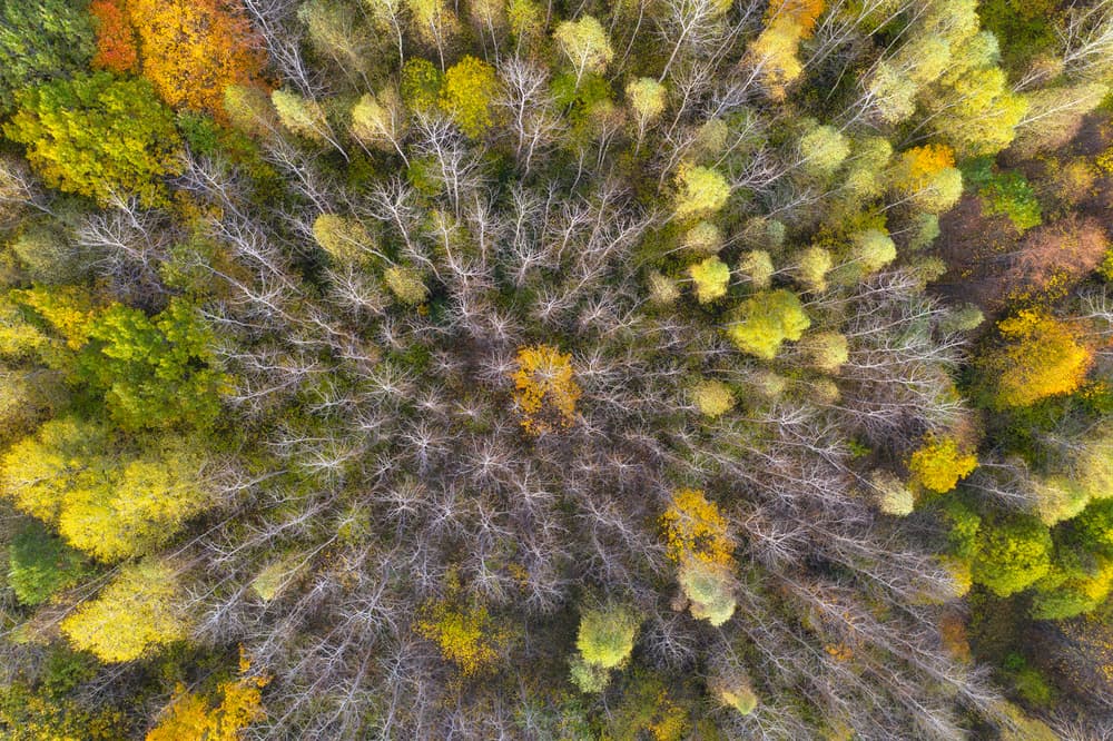 Autumn Forest Canopy by Dmitry Doronin — canvas wall art
