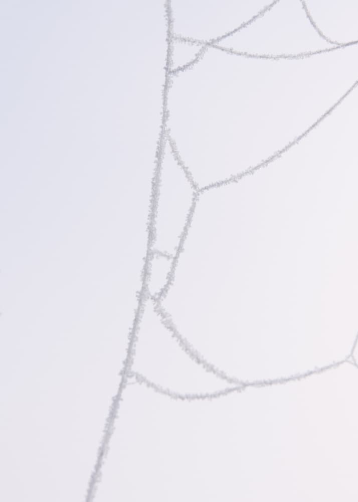 Frosted Spiderweb by Lynann Colligan — canvas wall art