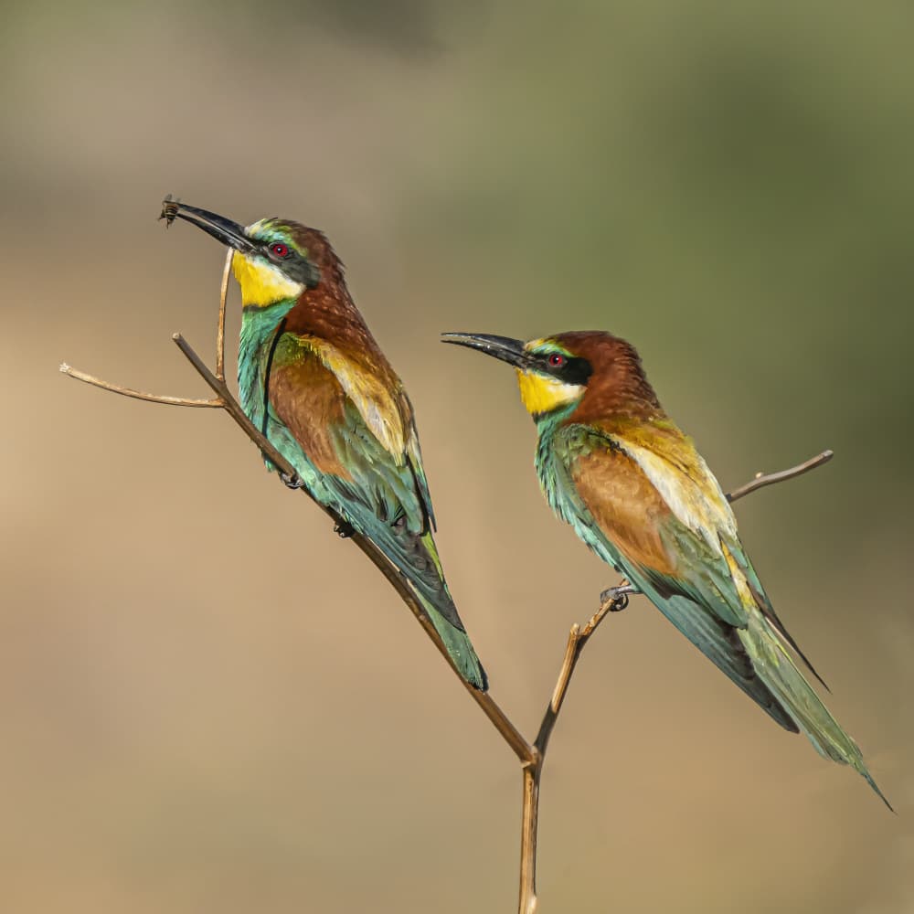Colorful Bee-eater Pair by Boris Lichtman — canvas wall art