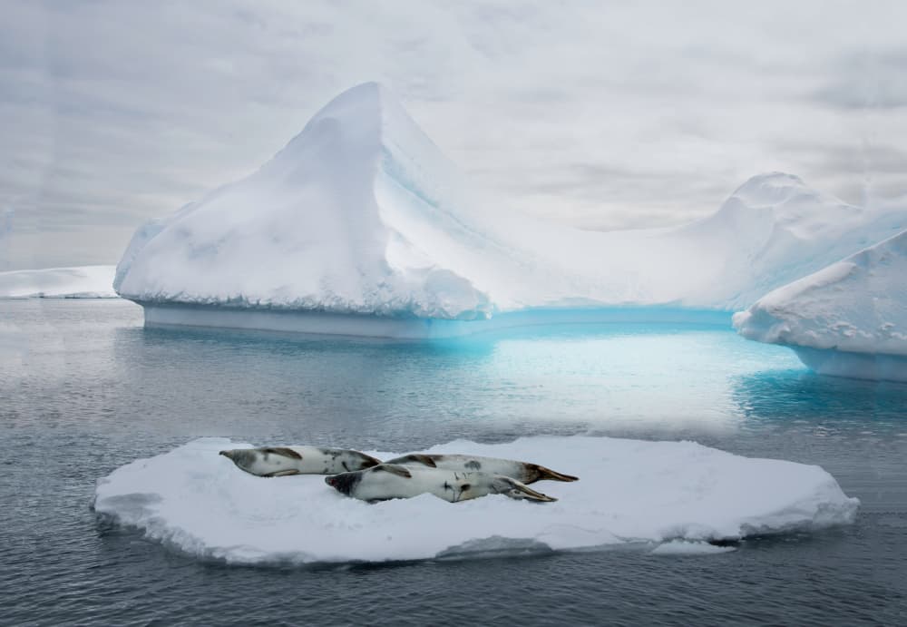 Antarctic Seals Blue Water by Jimmy Yang — canvas wall art