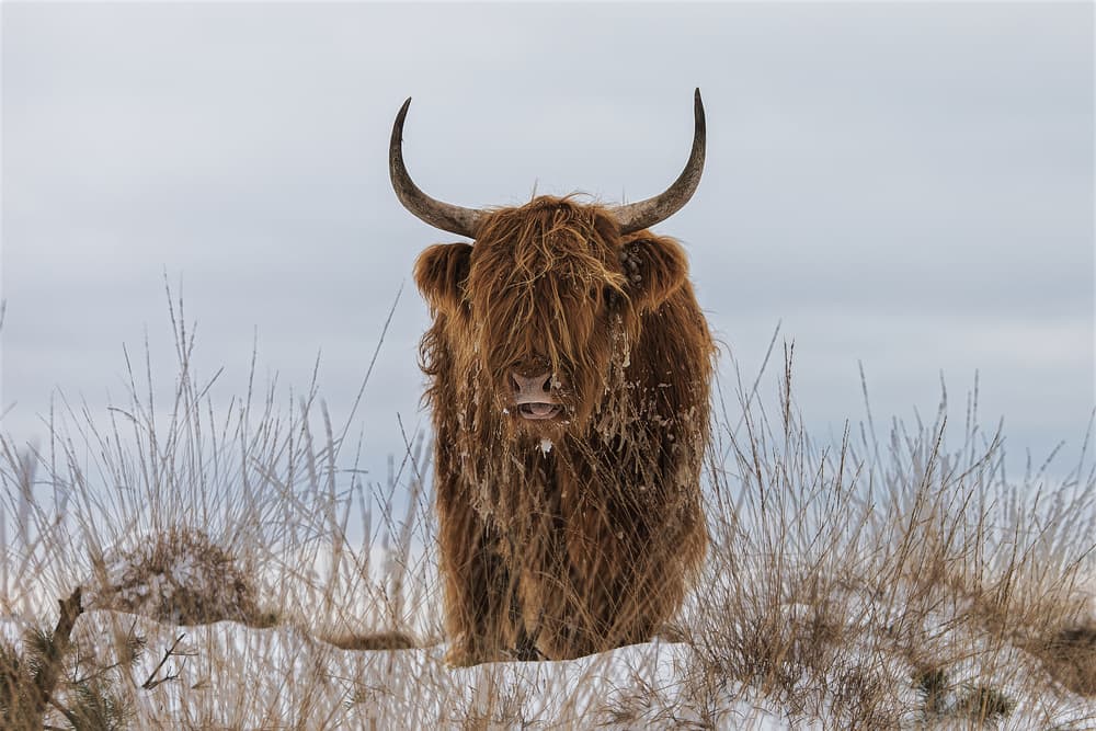 Highland Cow In Snow by Jaap van den Helm — canvas wall art