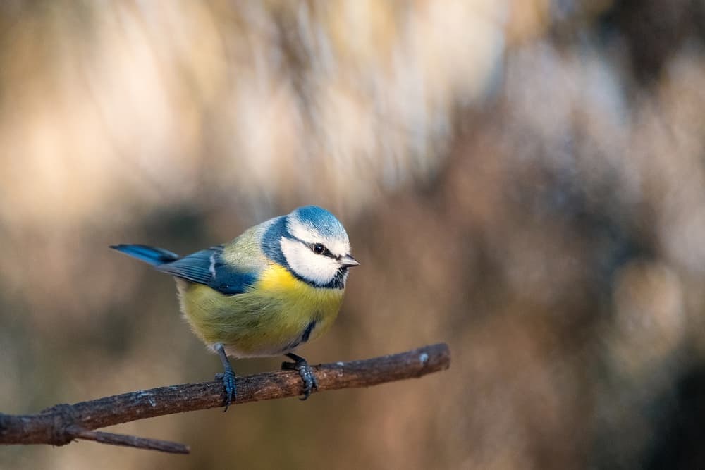Vibrant Blue Tit by Rostislav Kralik — canvas wall art