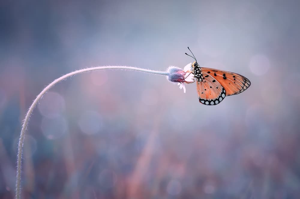 Orange Butterfly Soft Bloom by Edy Pamungkas — canvas wall art