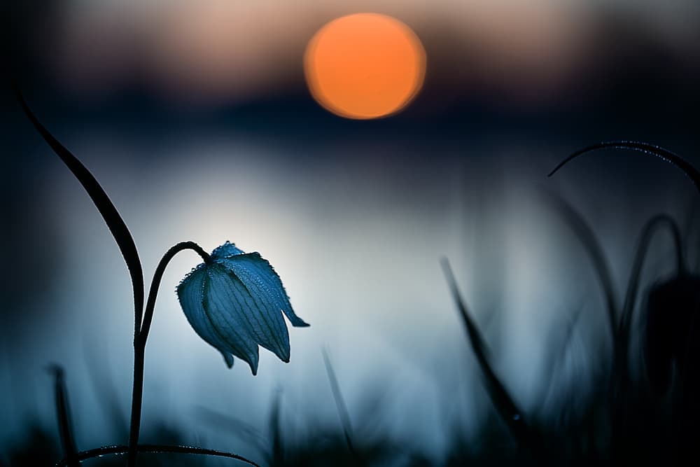 Blue Bloom Dawn Light by Wil Mijer — canvas wall art