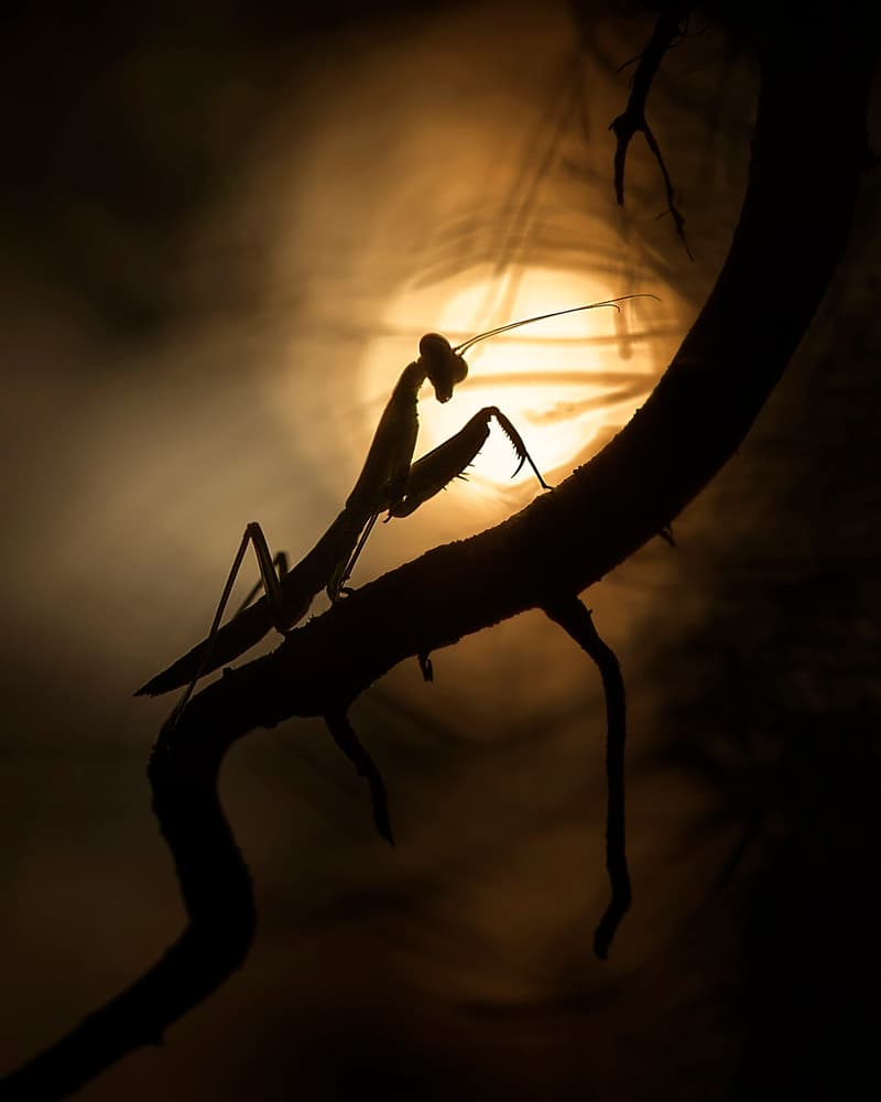 Praying Mantis Silhouette by Fauzan Maududdin — canvas wall art