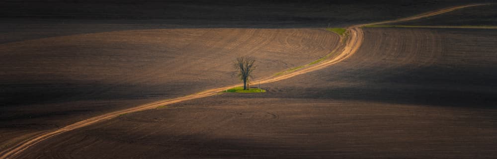 Lone Tree Path by Ivo Mateju — canvas wall art