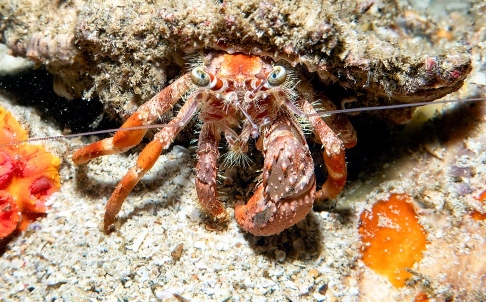 Curious Hermit Crab by Ido Meirovich — canvas wall art