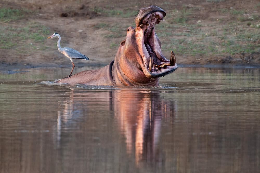 Yawning Hippo and Heron by Alessandro Catta — canvas wall art