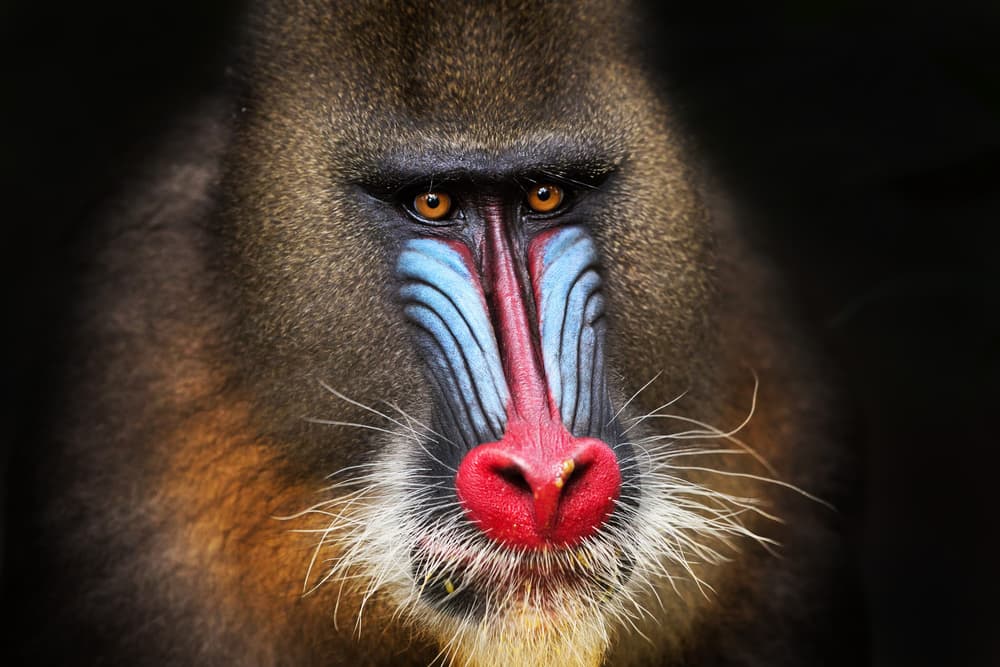 Colorful Mandrill Portrait by Alessandro Catta — canvas wall art