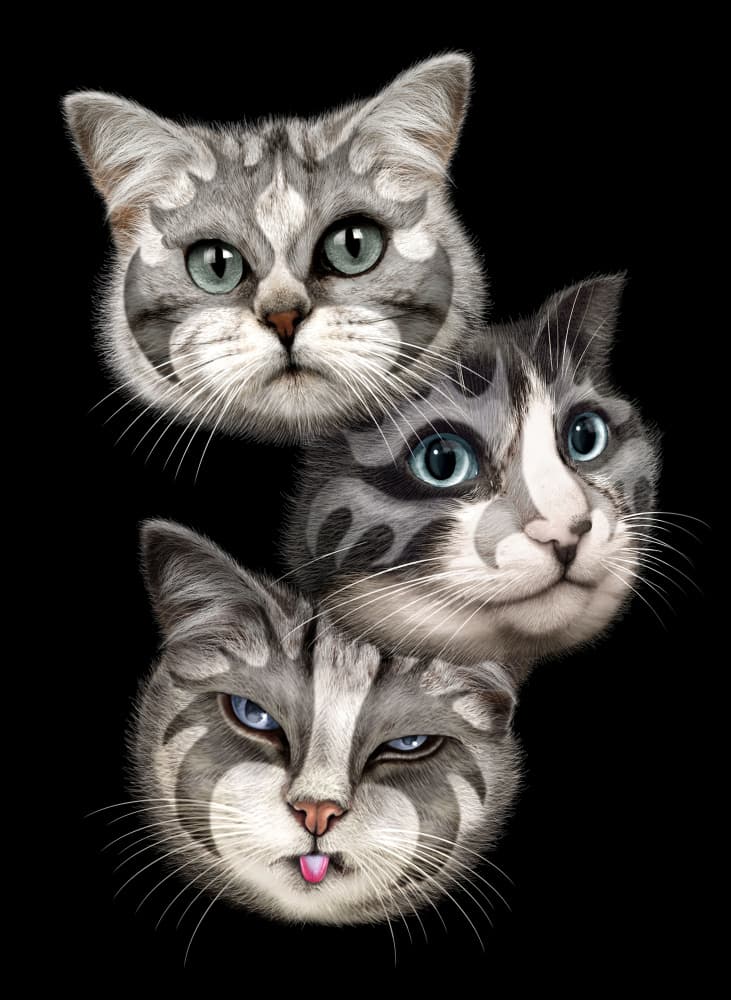 Three Expressive Cats by Adam Lawless — canvas wall art