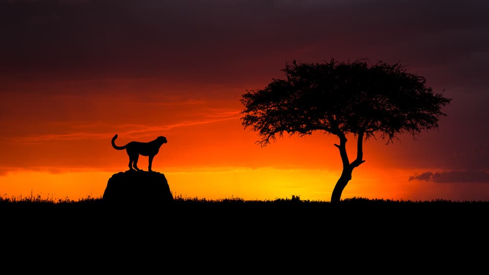 Cheetah Sunset Silhouette by Faisal ALnomas — canvas wall art