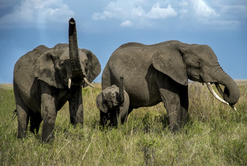 African Elephant Family by Anita Singh — canvas wall art