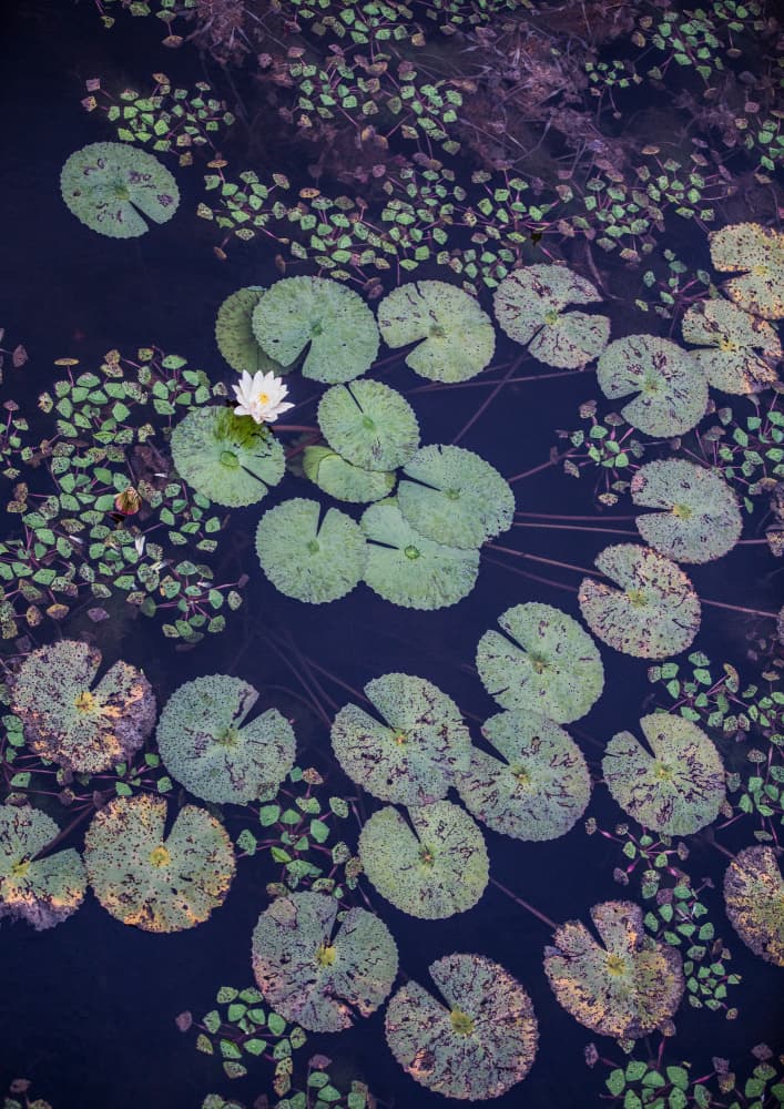 Lily Serenity by Shot by Clint — canvas wall art