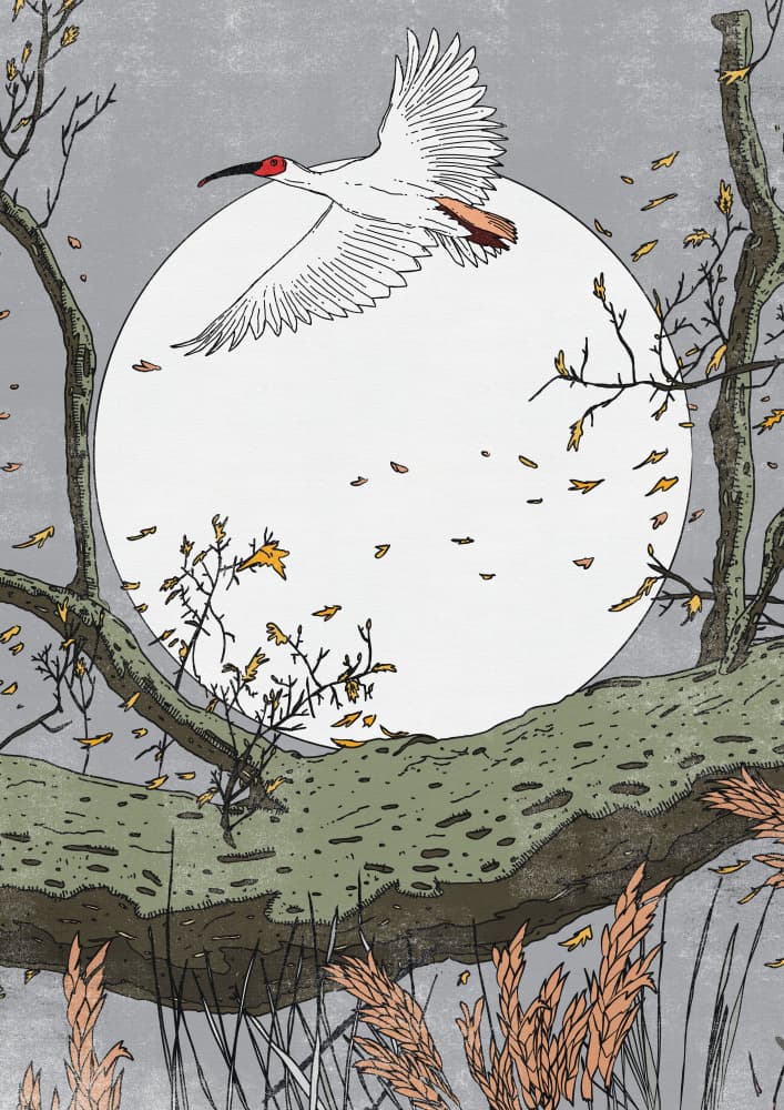 Moonlit Ibis Flight by Nicholas — canvas wall art