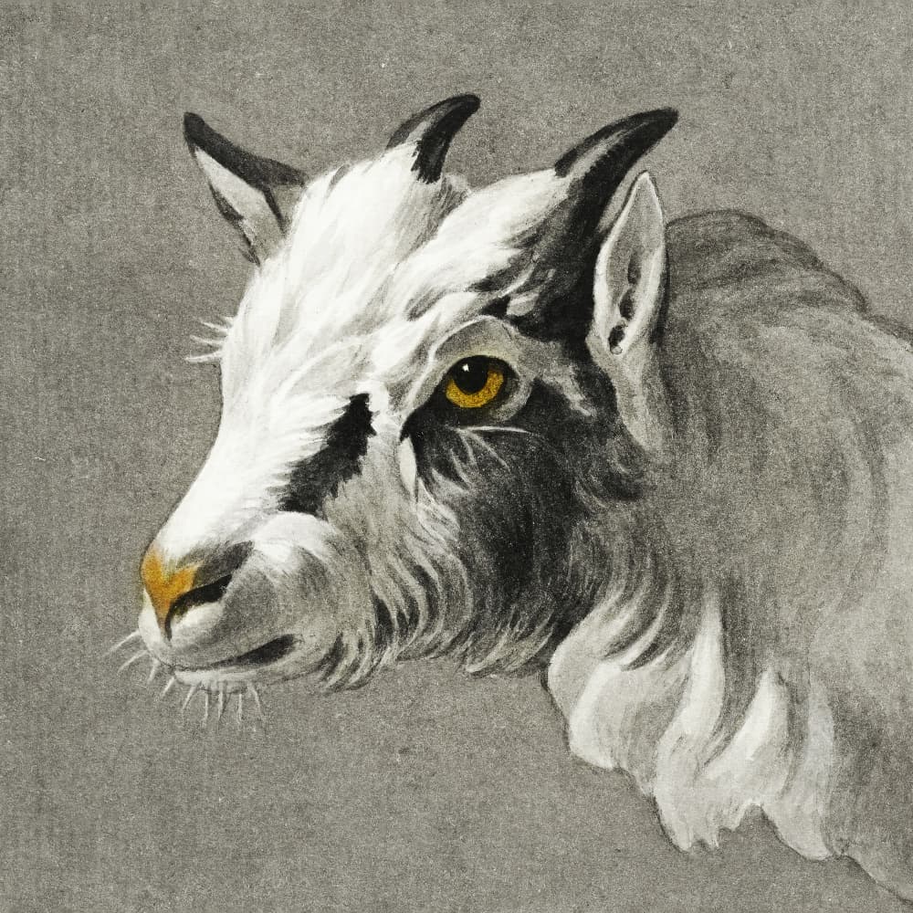 Head of a Goat