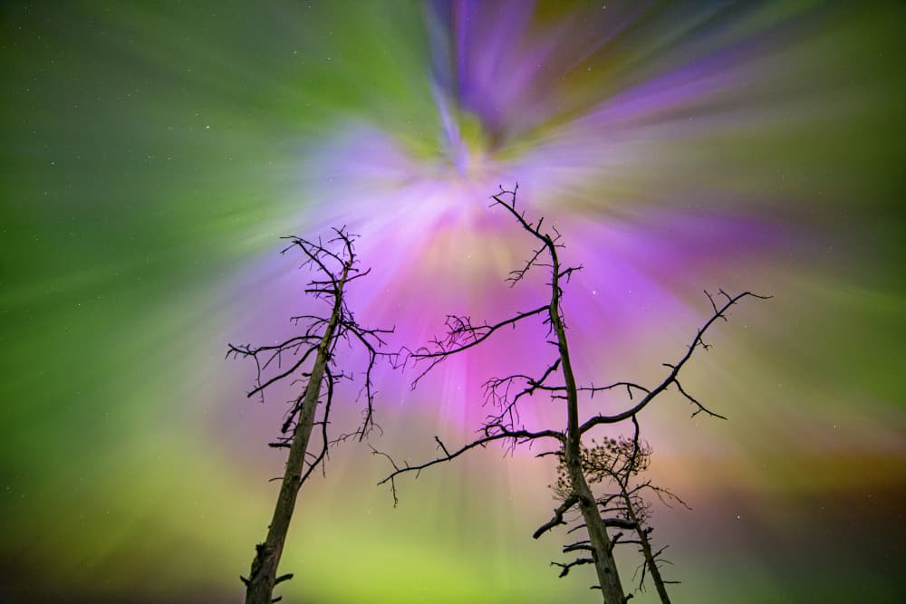 Mystical Aurora Trees by Andres Papp — canvas wall art