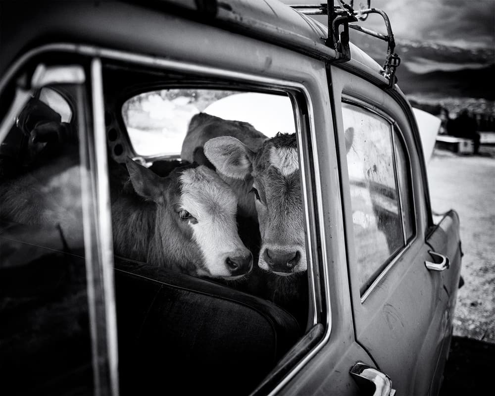 Curious Calves Car Ride by Marcel Rebro — canvas wall art