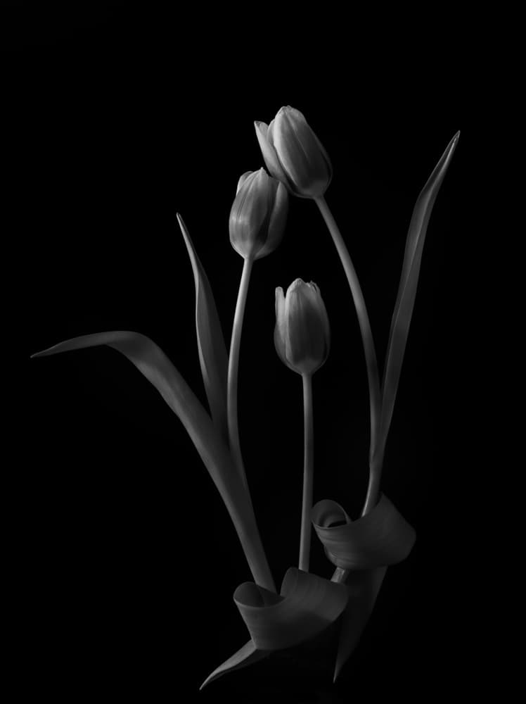 Elegant Dark Tulips by Yanny Liu — canvas wall art