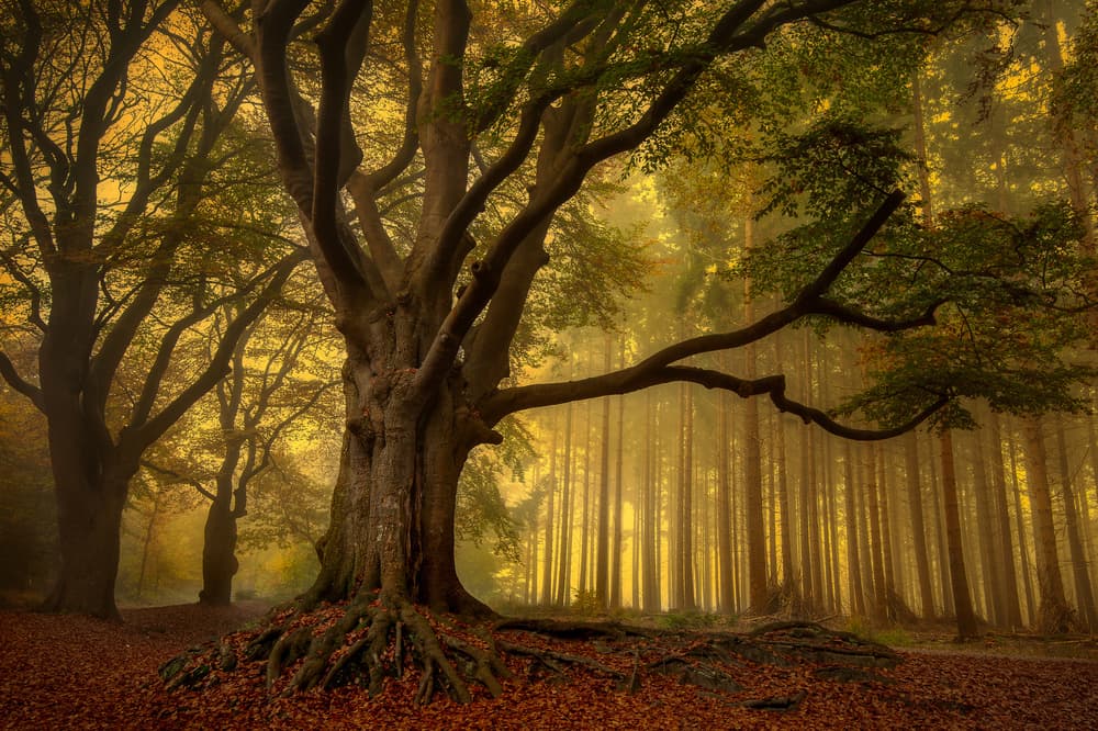 Golden Autumn Forest by Piet Haaksma — canvas wall art