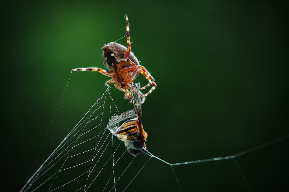 Spider Catching Prey by Niels Christian Wulff — canvas wall art