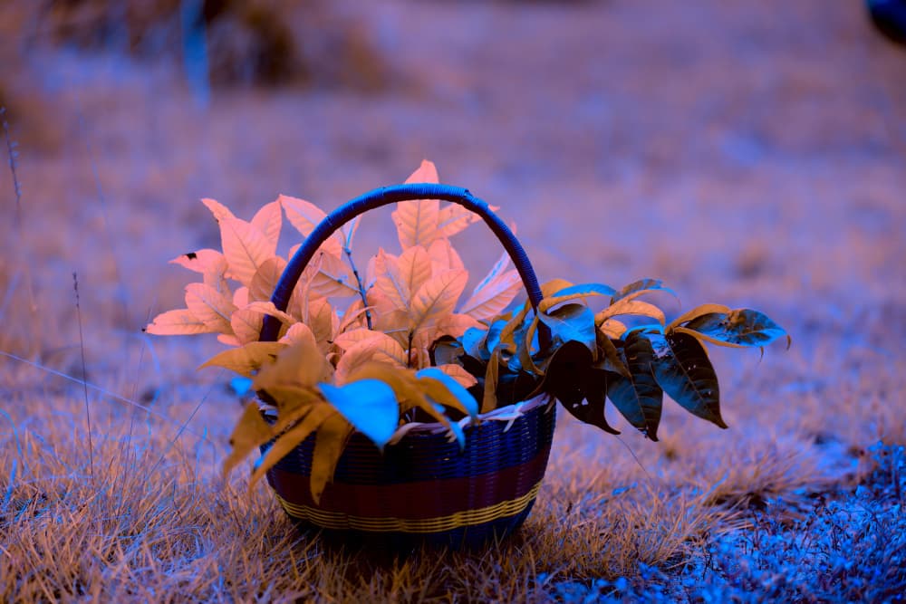 Dreamy Leaf Basket by Santhosh ch — canvas wall art