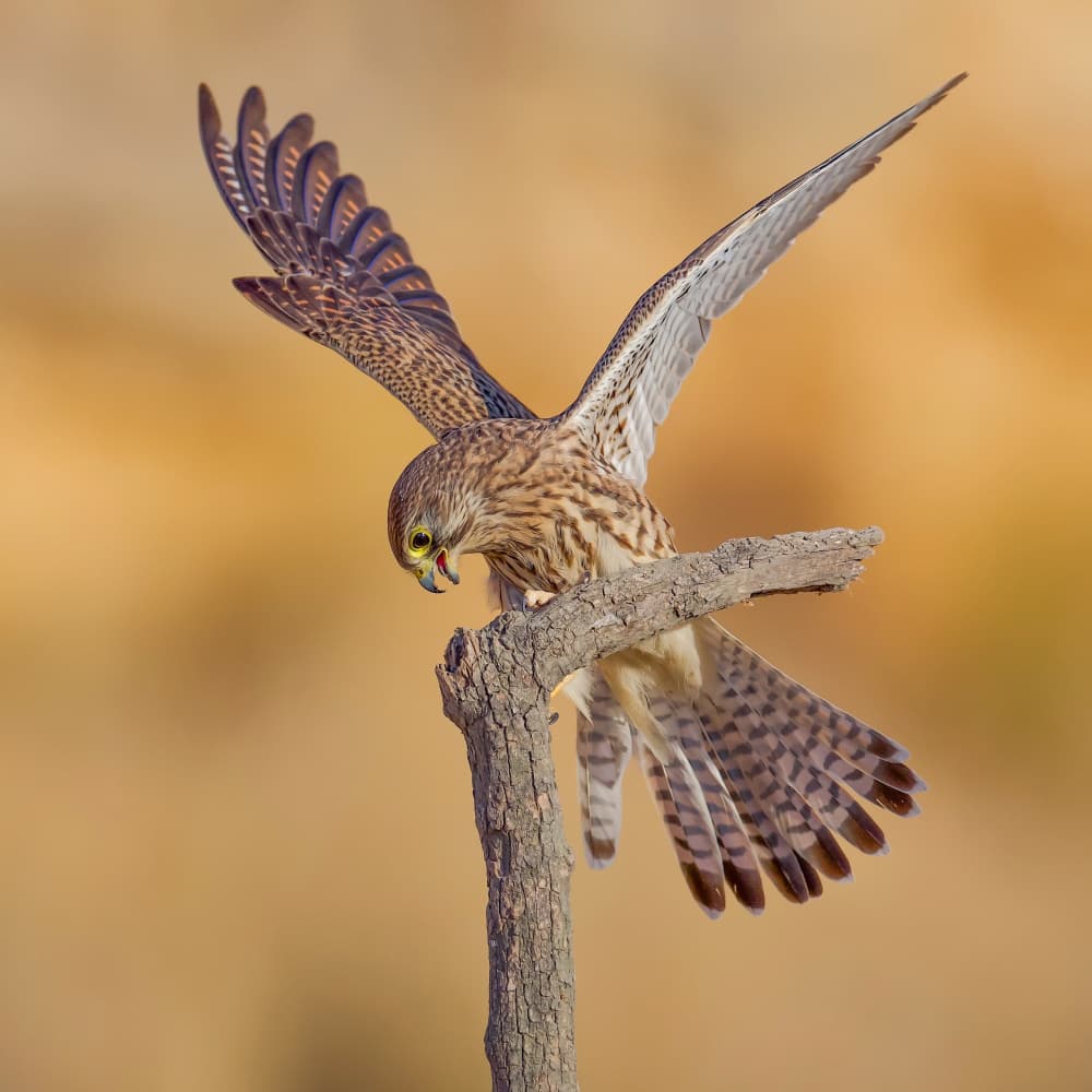 Dynamic Kestrel Landing by David Manusevich — canvas wall art