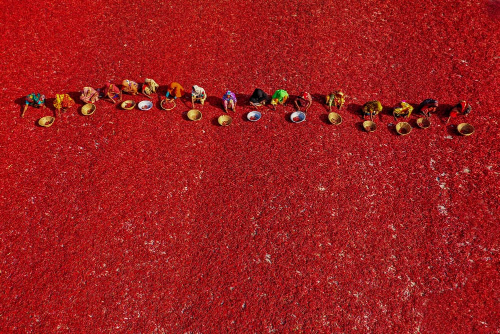 Red Chili Harvest by Azim Khan Ronnie — canvas wall art