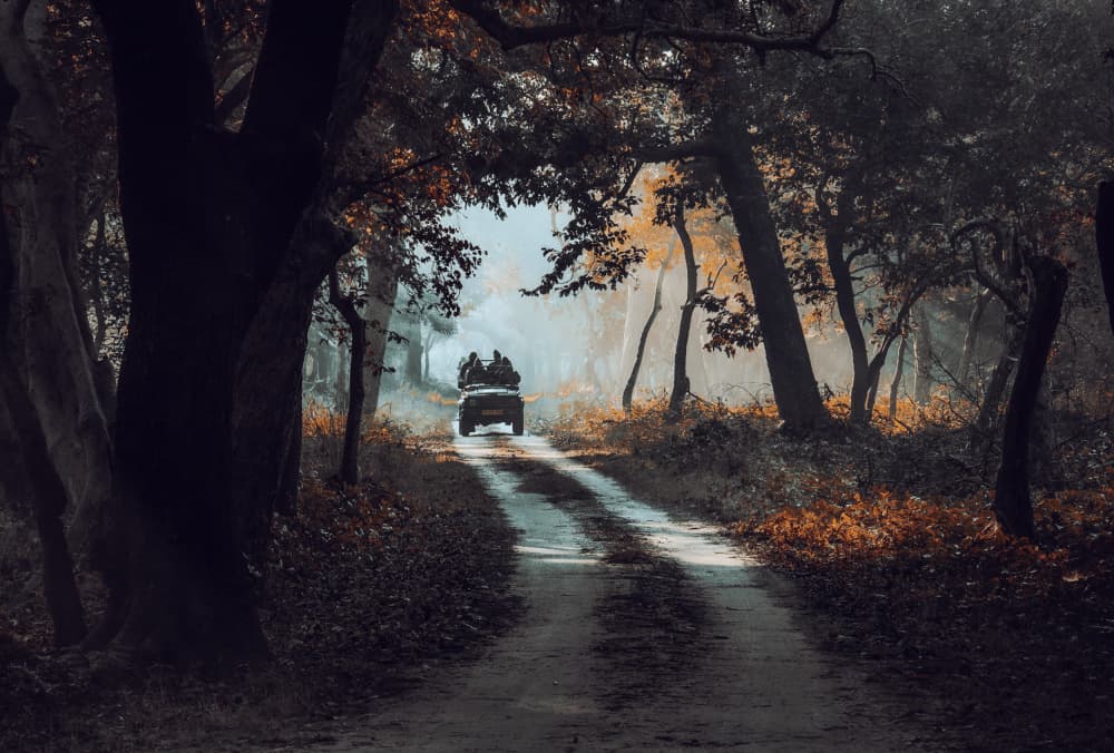 Misty Forest Safari by Anita Singh — canvas wall art