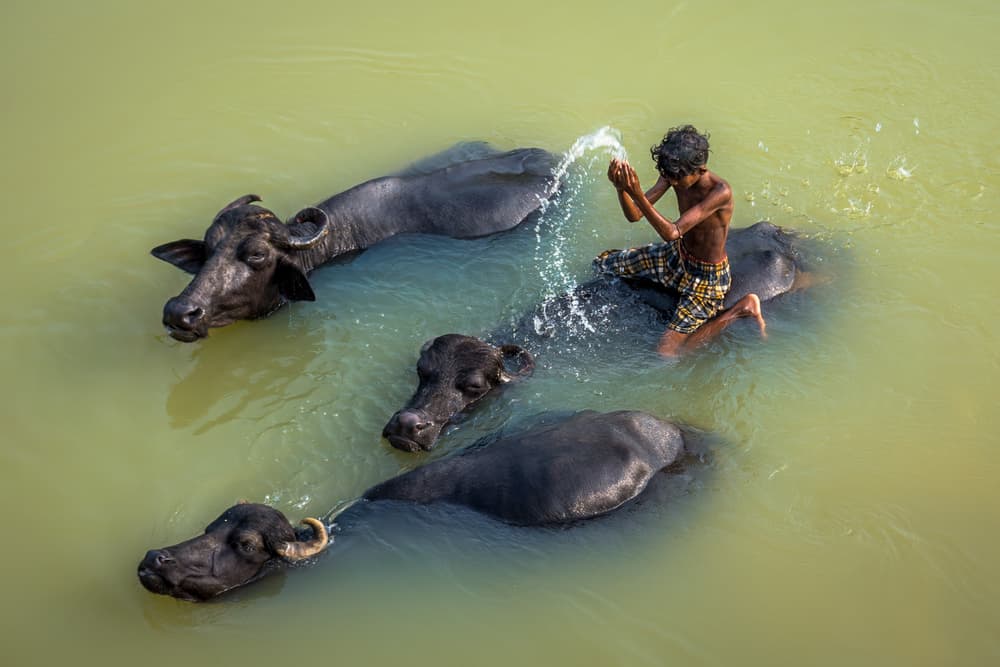Boy and Buffalo Bath by Saurabh Sirohiya — canvas wall art