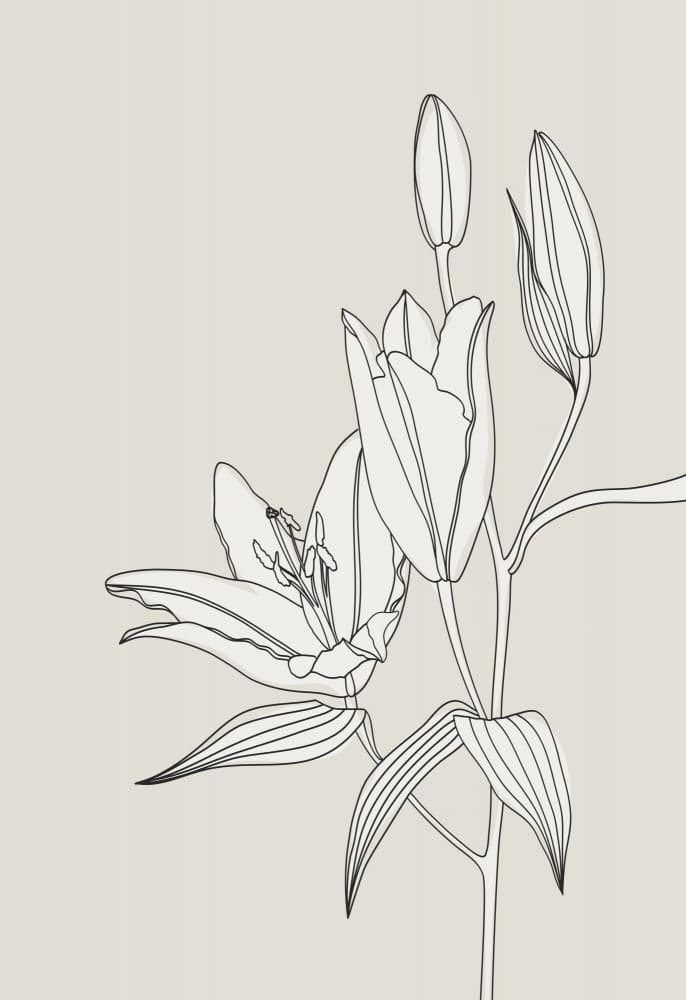 Elegant Lily Bloom by Rosana Laiz Blursbyai — canvas wall art