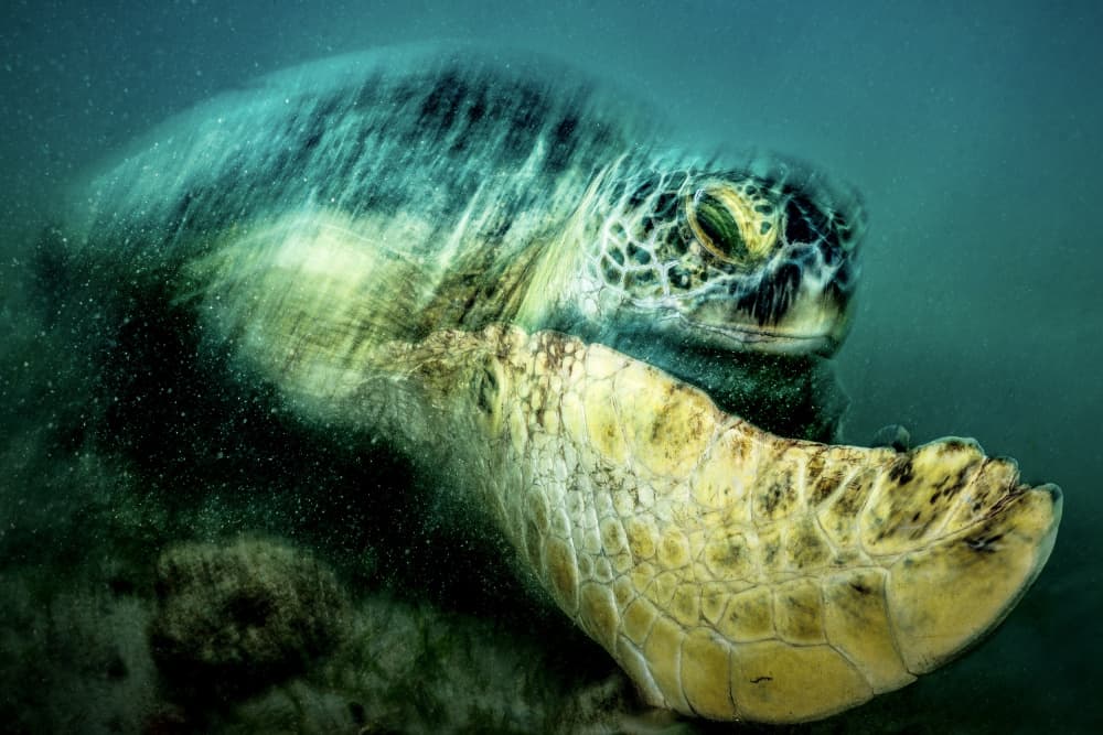 Green Sea Turtle by Serge Melesan — canvas wall art
