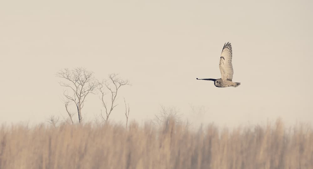 Serene Owl Flight by Yanny Liu — canvas wall art