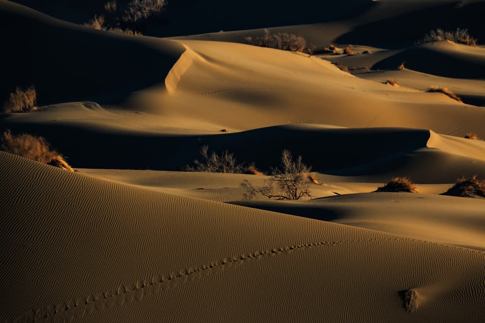 Golden Desert Dunes by Babak Mehrafshar — canvas wall art