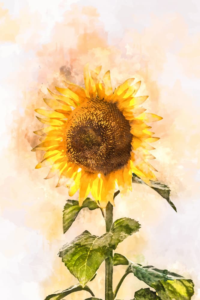 Radiant Summer Sunflower by Vesuvik Designs — canvas wall art