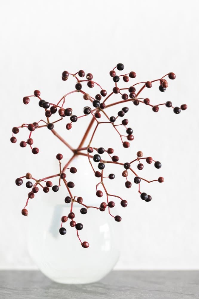 Dark Berry Still Life by Pictufy Studio III — canvas wall art