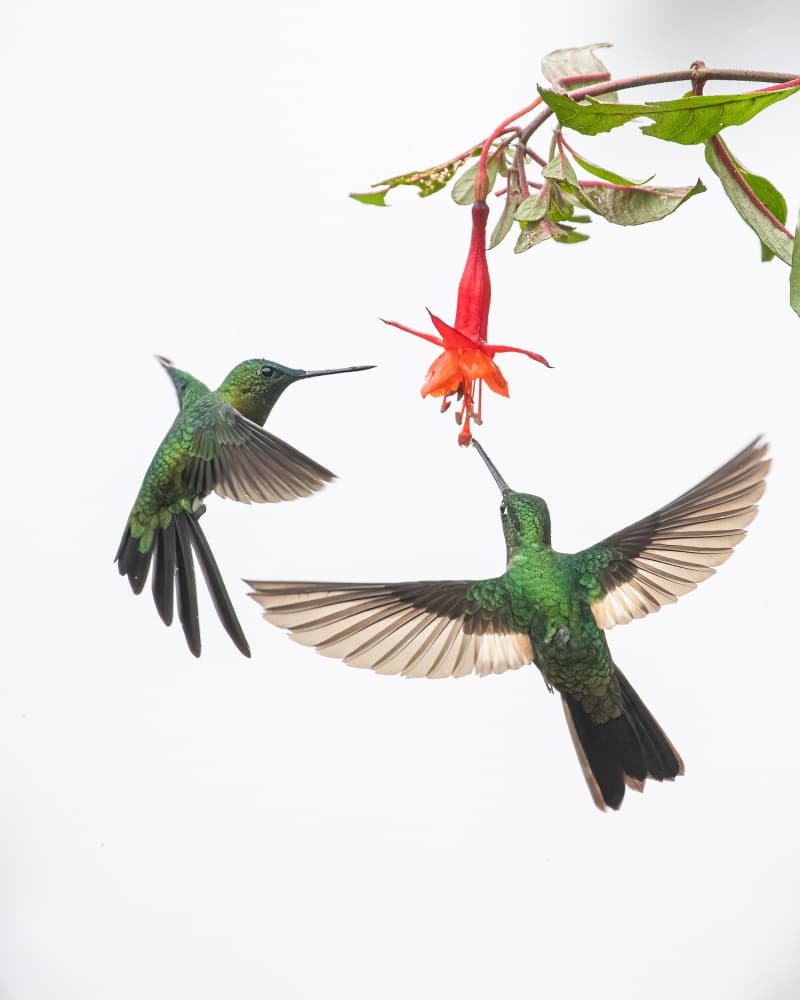 Emerald Hummingbirds And Fuchsia by Siyu_Wei APA — canvas wall art