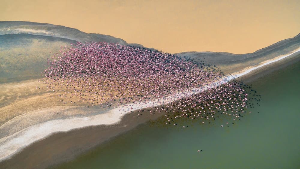 Pink Flamingos Aerial View by John Fan — canvas wall art