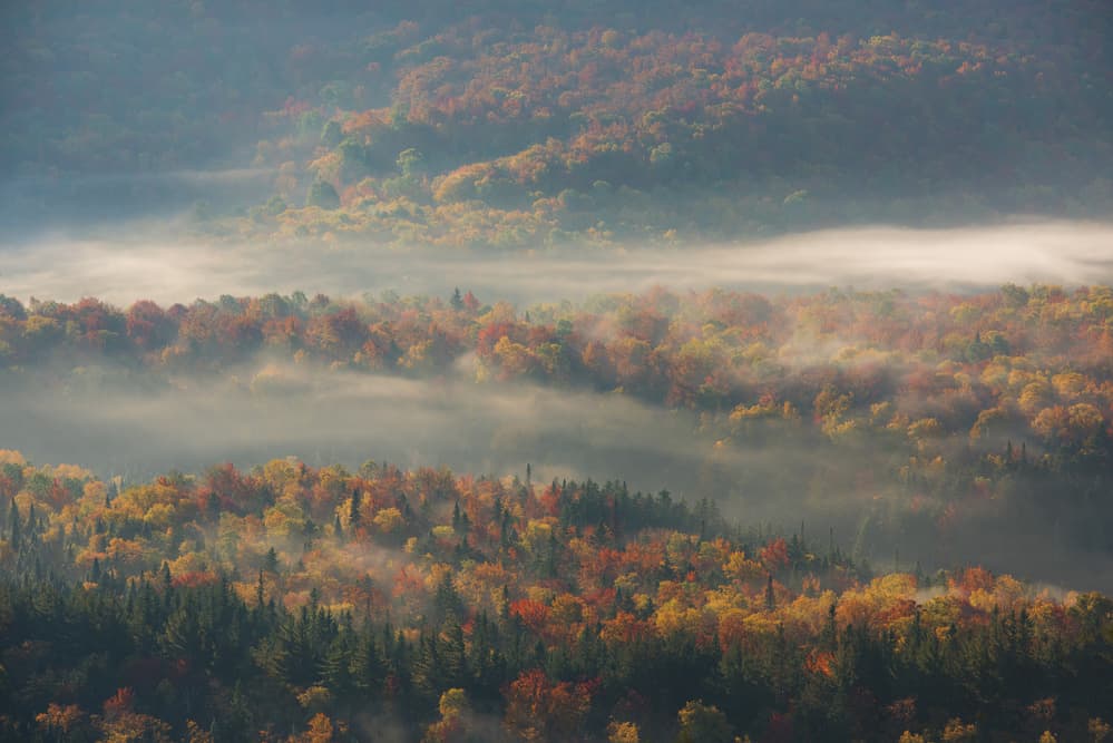 Autumn Forest Mist by 李从军 / Austin Li — canvas wall art