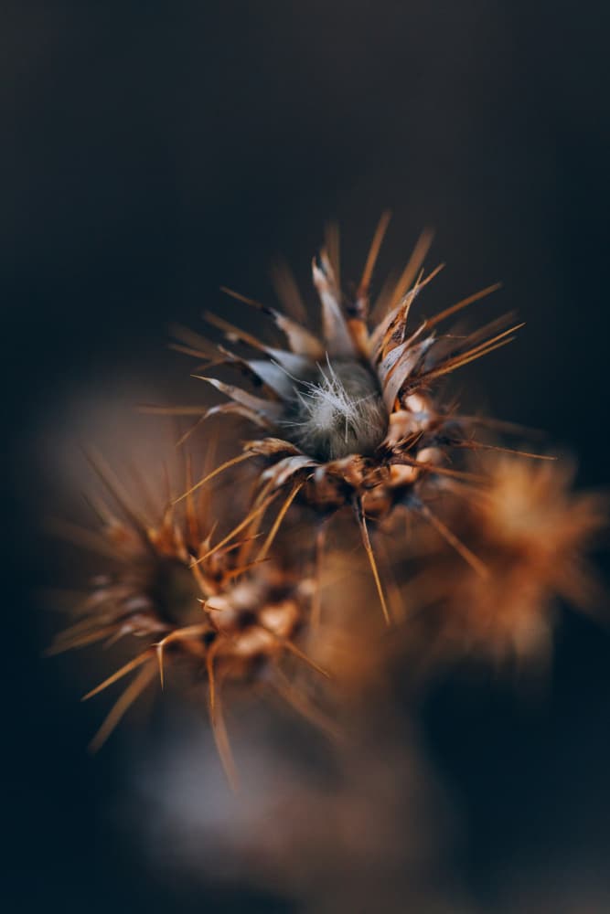 Dried Desert Thistle by Javier Pardina — canvas wall art