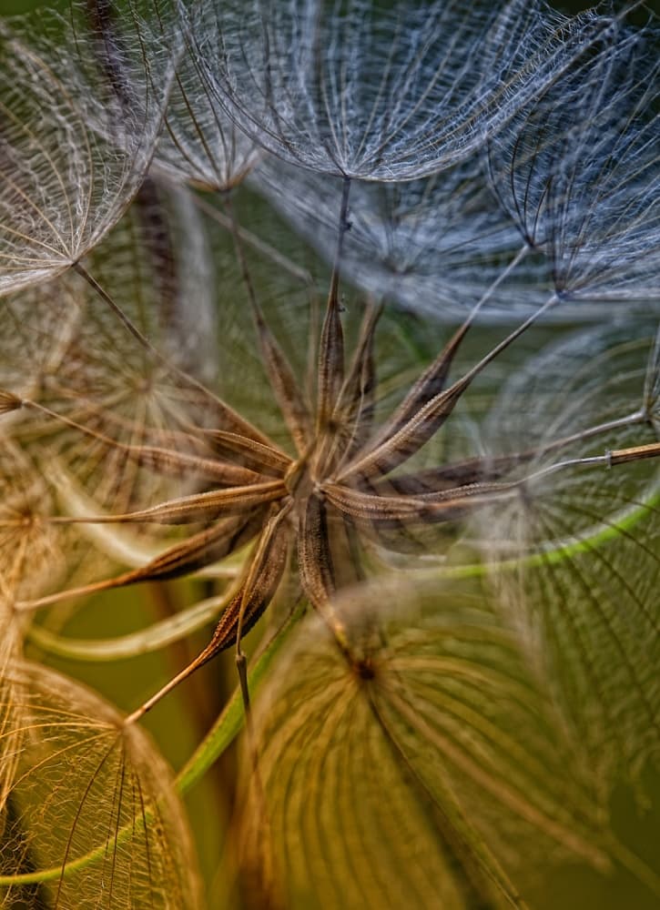 Ethereal Seed Head by Kent Mathiesen — canvas wall art